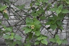 Lantana camara
