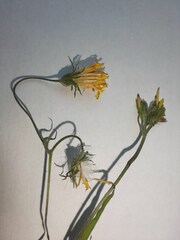 Crepis capillaris