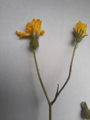 Crepis capillaris