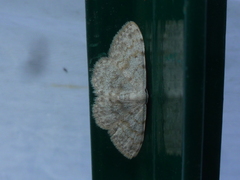 Scopula alba