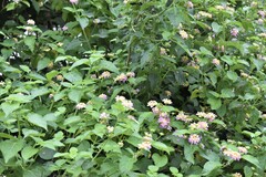 Lantana camara