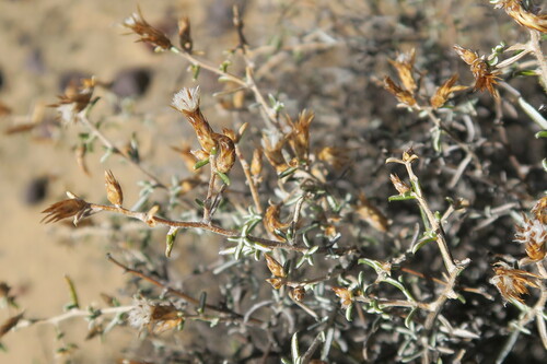 Amphiglossa tomentosa