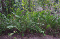 Nephrolepis hirsutula