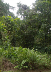 Nephrolepis hirsutula