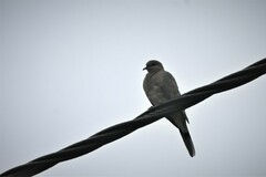 Streptopelia senegalensis