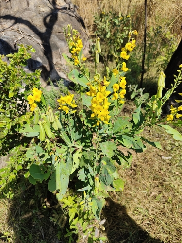 Image of Crotalaria novae by (c) Rod Lowther, some rights reserved (CC BY)