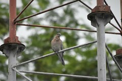 Streptopelia senegalensis