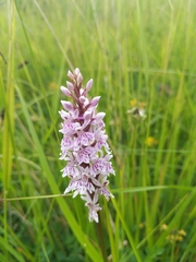 Dactylorhiza fuchsii