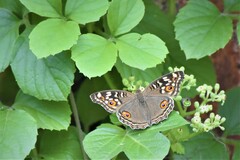 Junonia lemonias