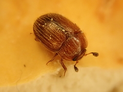 Pocadius adustus