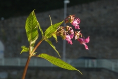Impatiens glandulifera