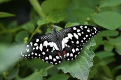 Papilio demoleus