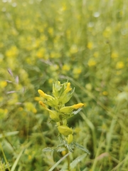 Rhinanthus minor