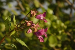 Impatiens glandulifera