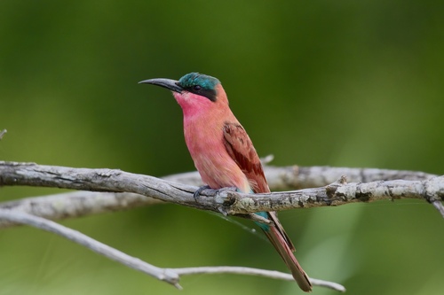 Southern Carmine Bee-eater