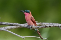Southern Carmine Bee-Eater photo 5
