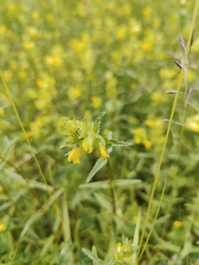 Rhinanthus minor