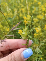 Rhinanthus minor