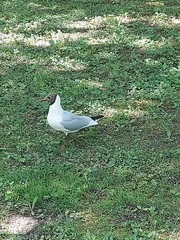 Chroicocephalus ridibundus