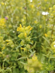Rhinanthus minor