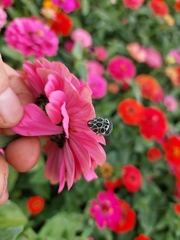 Sphaerocoris annulus