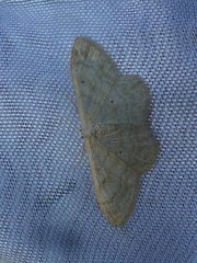 Idaea deversaria
