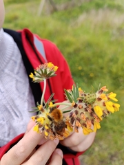Anthyllis vulneraria