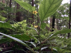 Lysimachia sikokiana