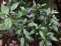 Lysimachia sikokiana