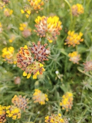 Anthyllis vulneraria