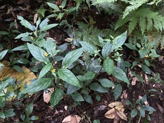 Lysimachia sikokiana
