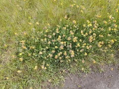 Anthyllis vulneraria