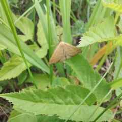 Polypogon tentacularia