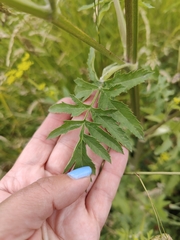 Pastinaca sativa
