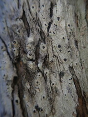 Pertusaria parvula