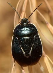 Canthophorus maculipes