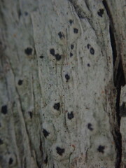 Pertusaria parvula