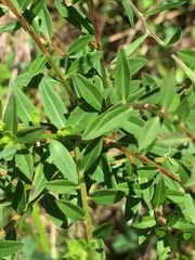 Lythrum alatum lanceolatum