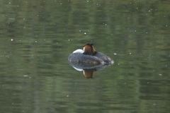 Podiceps cristatus