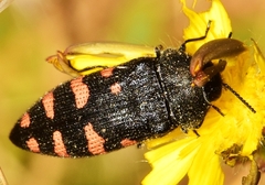 Acmaeodera pulchra