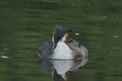 Podiceps cristatus