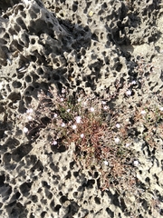 Limonium multiforme