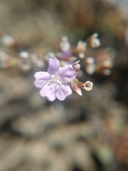 Limonium multiforme