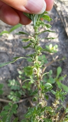 Amaranthus polygonoides