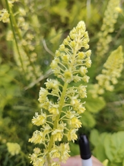 Reseda lutea