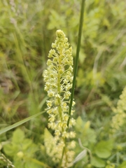 Reseda lutea