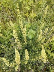 Reseda lutea