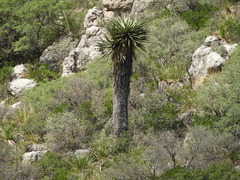 Yucca faxoniana