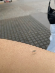 Heterotoma