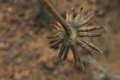 Euryops othonnoides